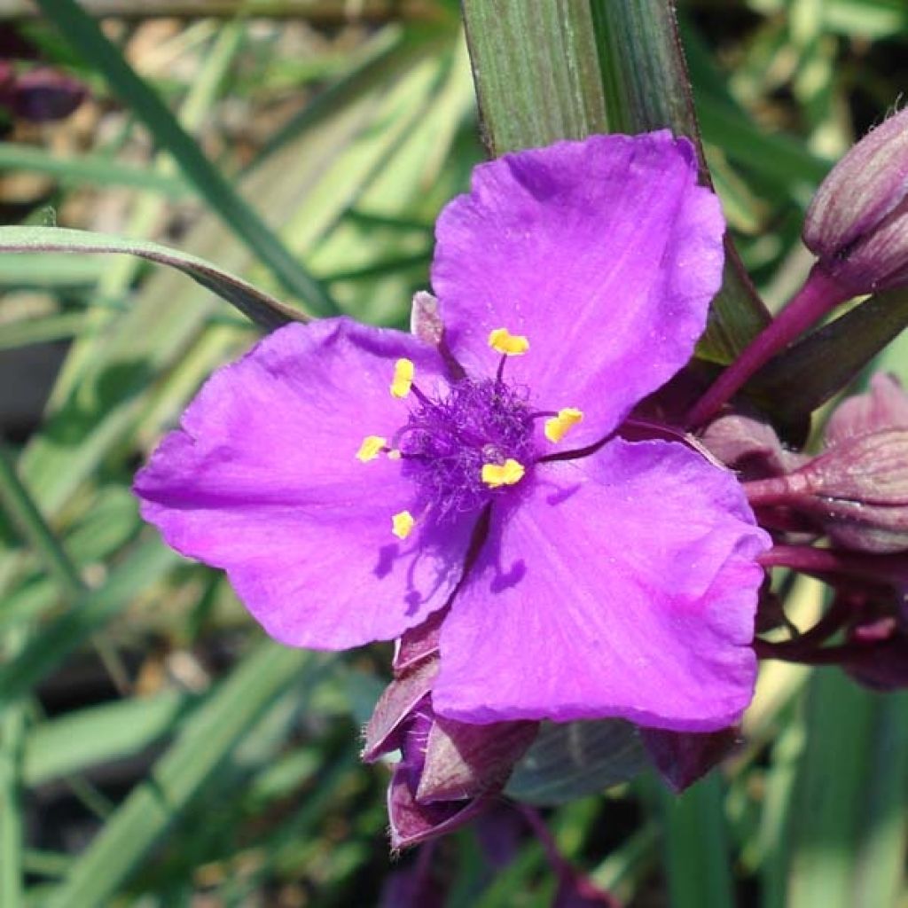 Tradescantia andersoniana Concord Grape