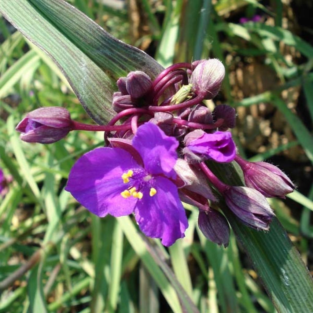 Tradescantia andersoniana Concord Grape