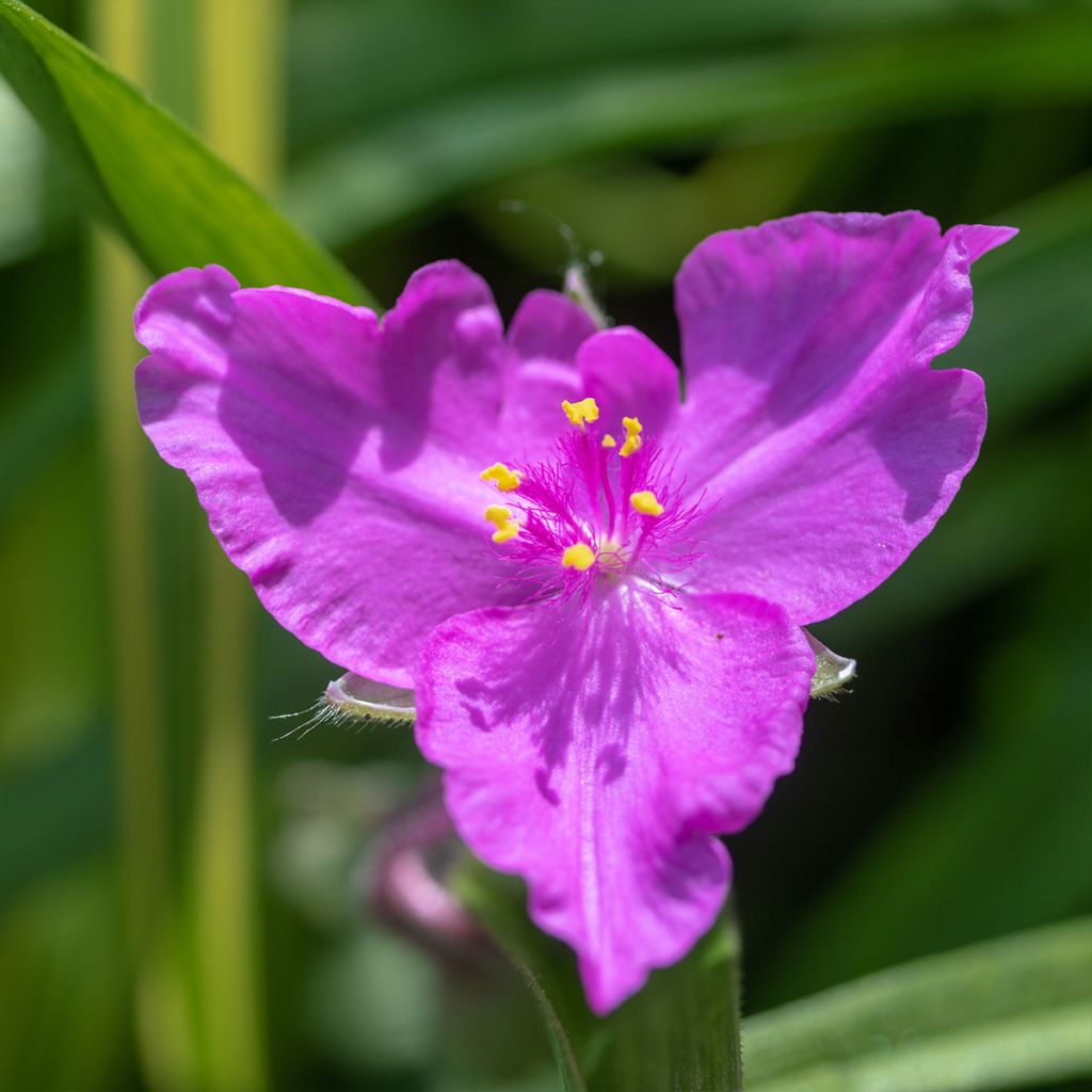 Tradescantia virginiana Brevicaulis - Ephémère de Virginie