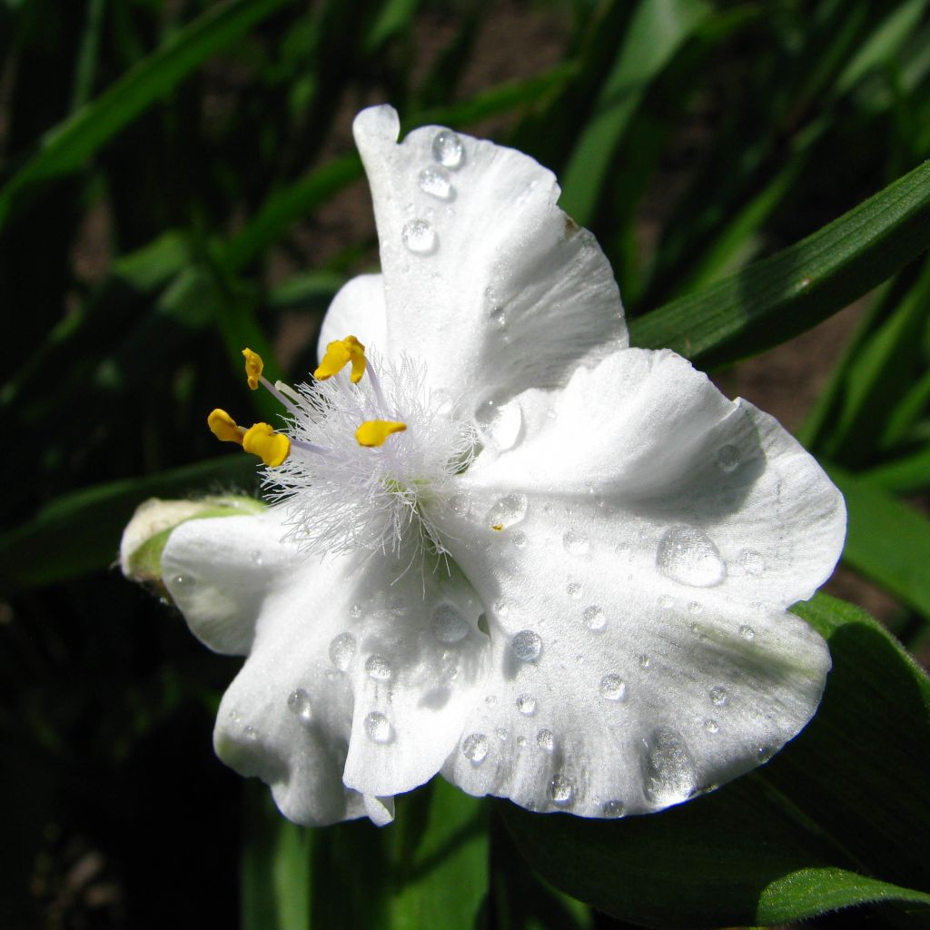 Ephémère de Virginie Innocence - Tradescantia x andersoniana Innocence 