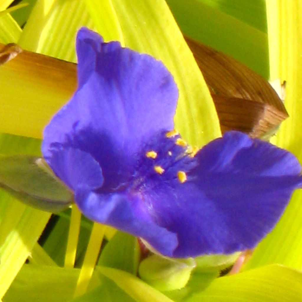 Éphémère de Virginie - Tradescantia x andersoniana Sweet Kate