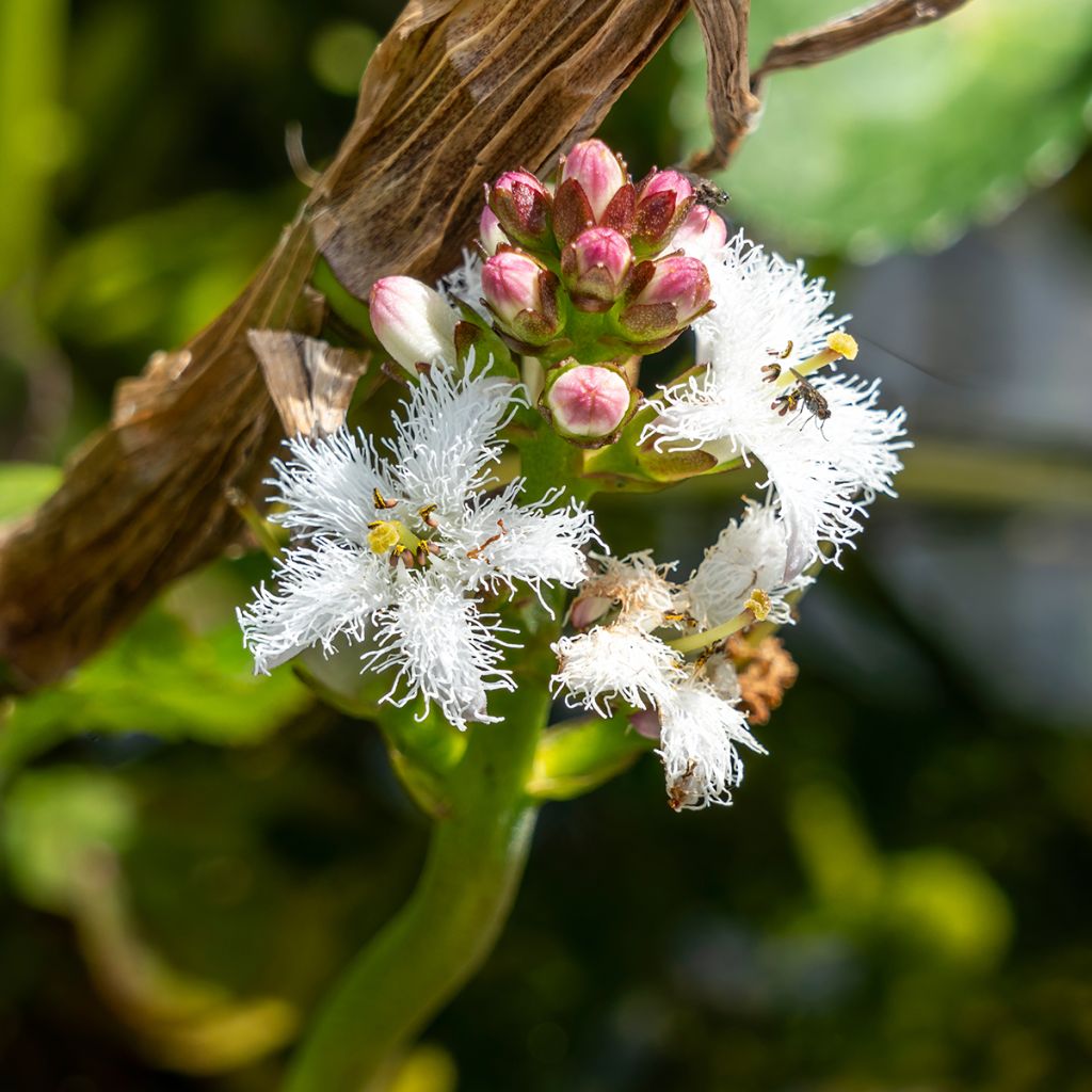 Menyanthes trifoliata - Trebol de agua