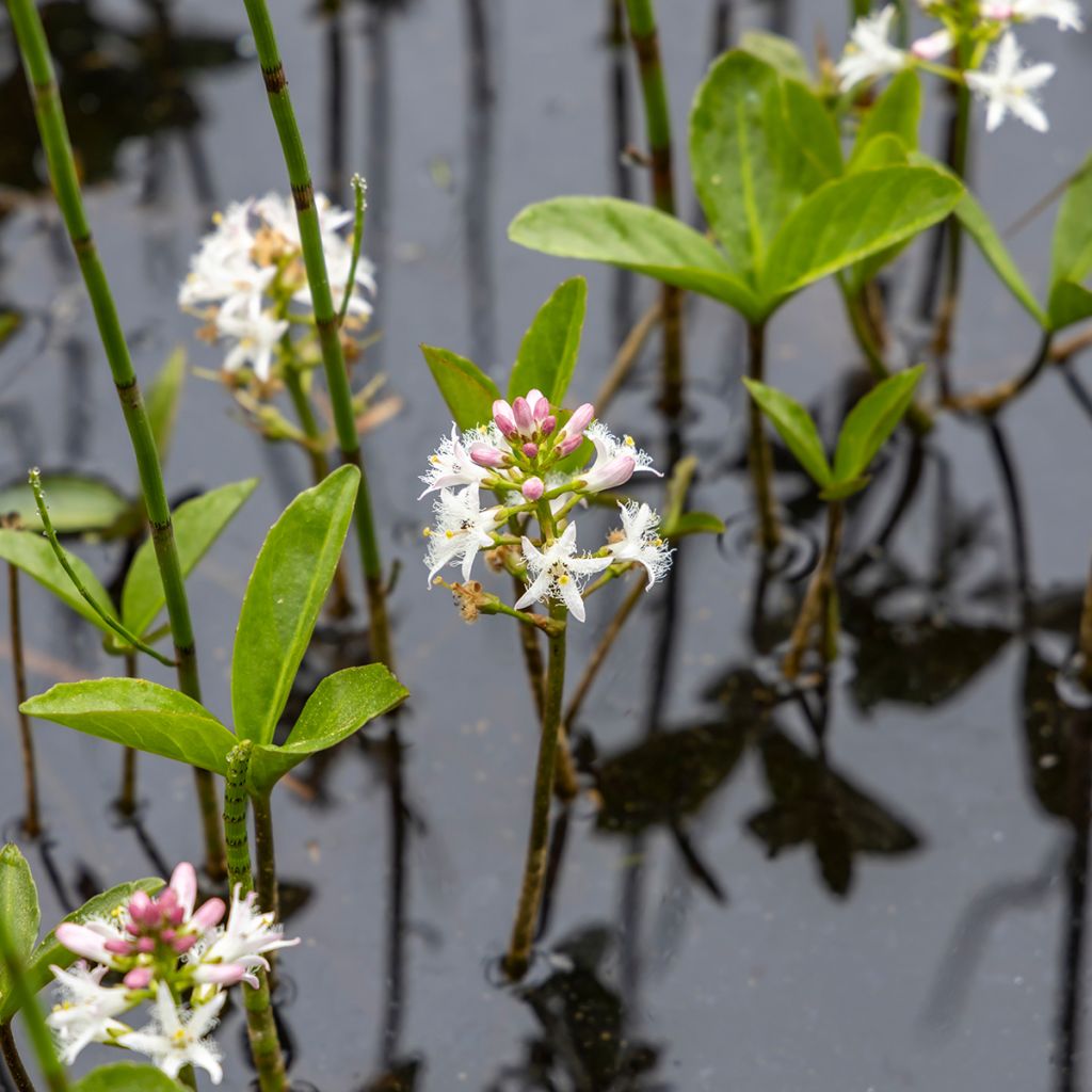 Menyanthes trifoliata - Trebol de agua