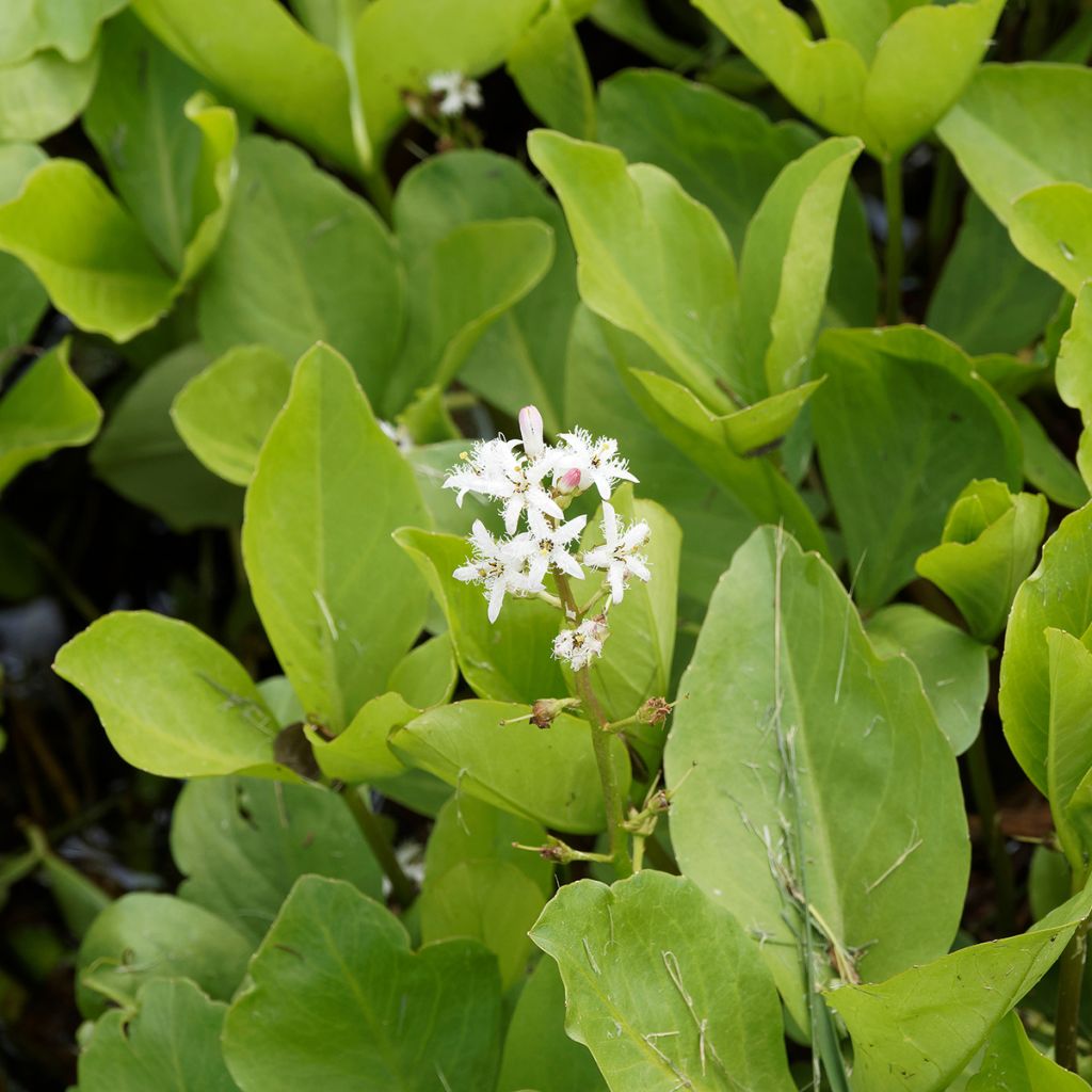 Menyanthes trifoliata - Trebol de agua