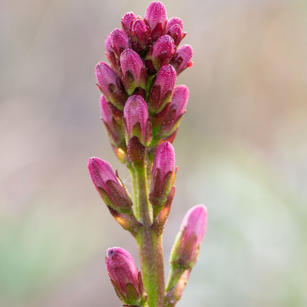 Menyanthes trifoliata - Trebol de agua