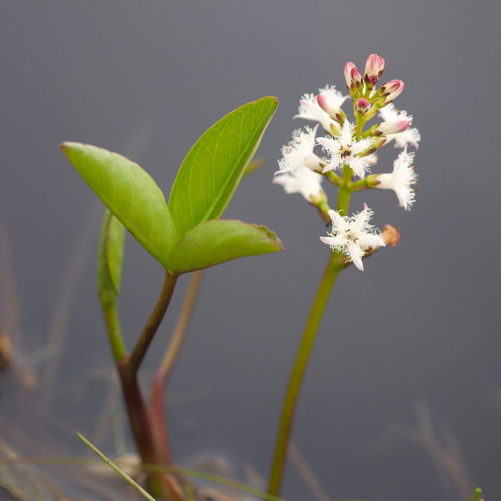 Menyanthes trifoliata - Trebol de agua