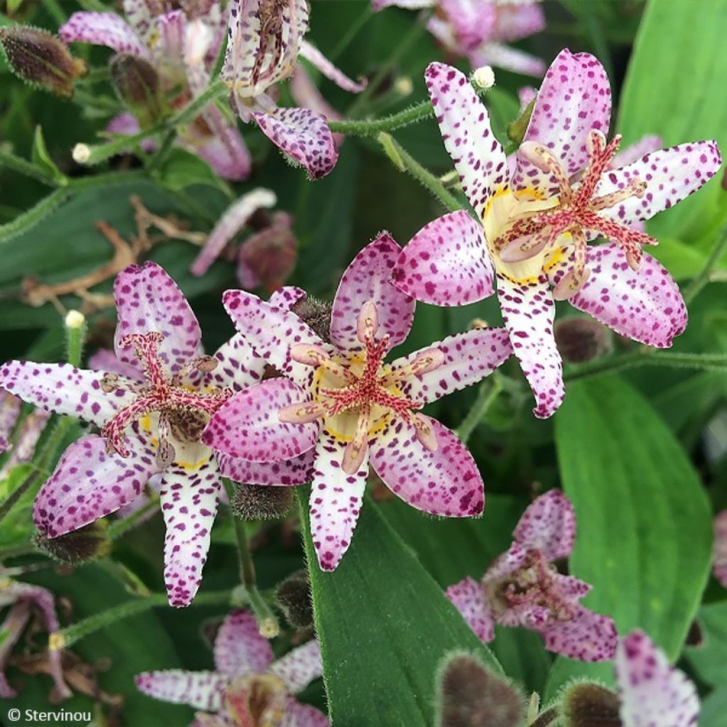 Tricyrtis formosana Pink Freckles - Lirio sapo