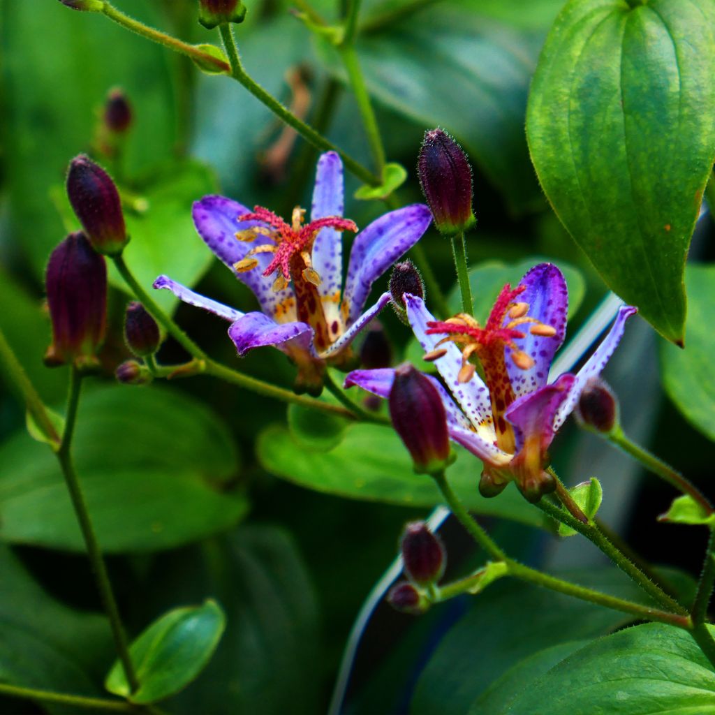 Tricyrtis Taipei Silk - Lirio sapo