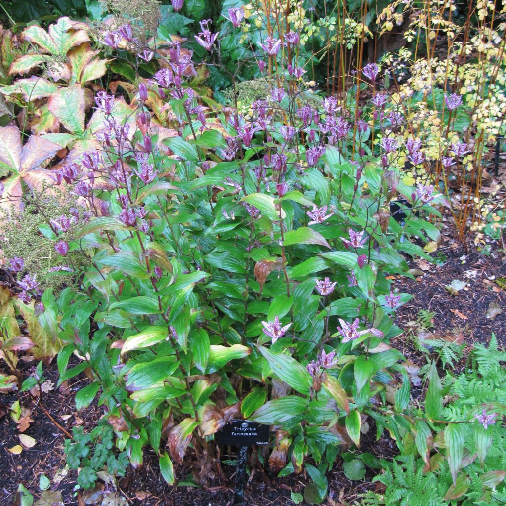 Tricyrtis formosana - Lirio sapo