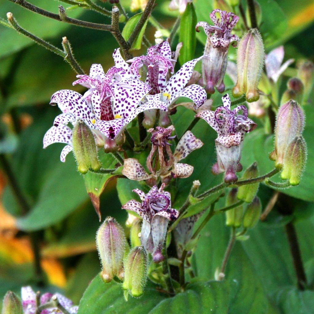 Tricyrtis formosana - Lirio sapo