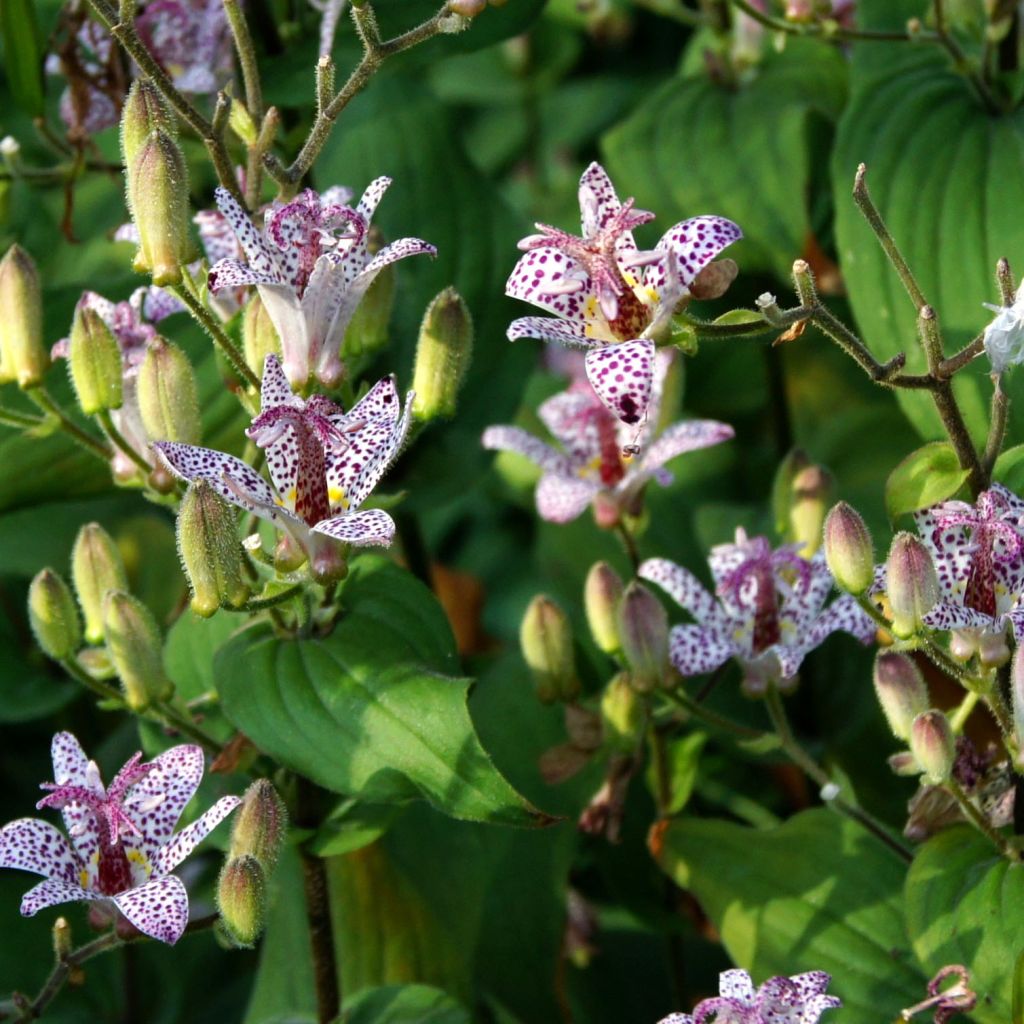 Tricyrtis formosana - Lirio sapo