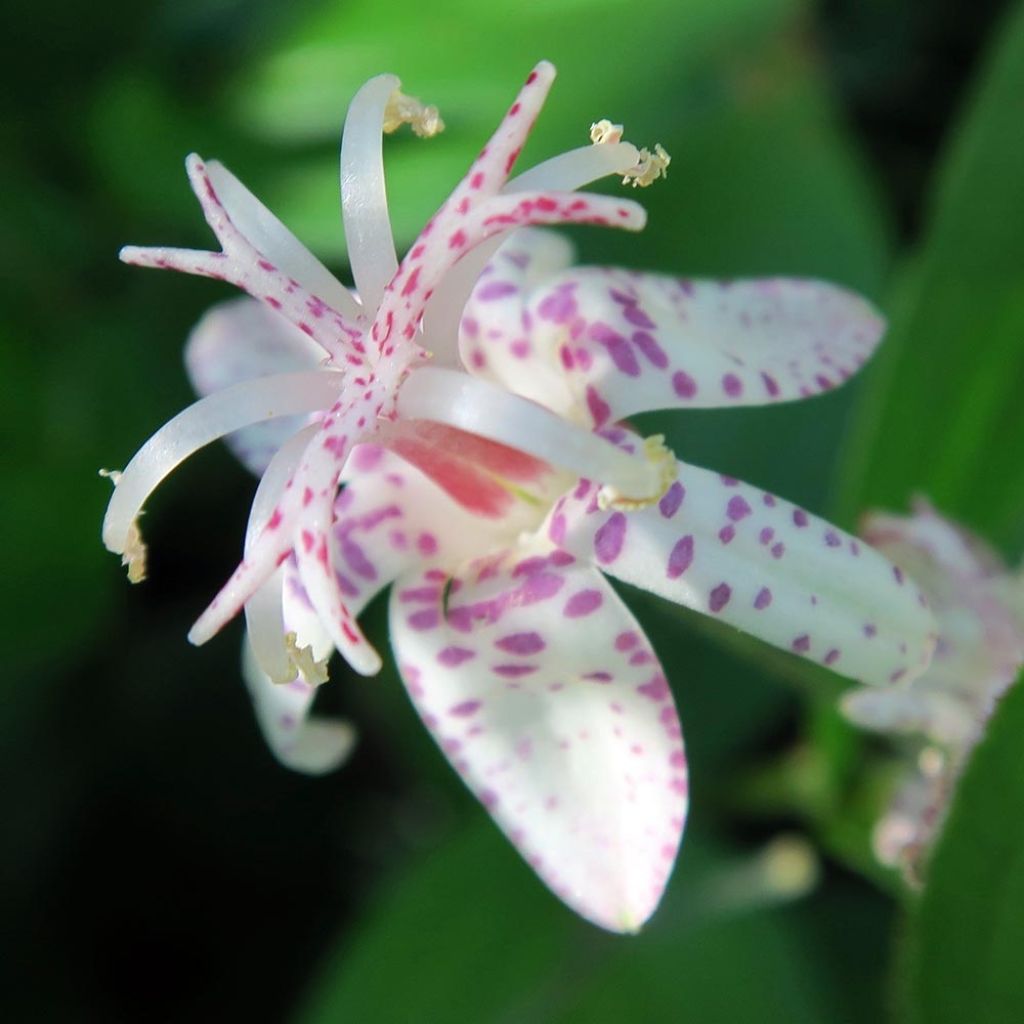 Tricyrtis macropoda - Lirio sapo