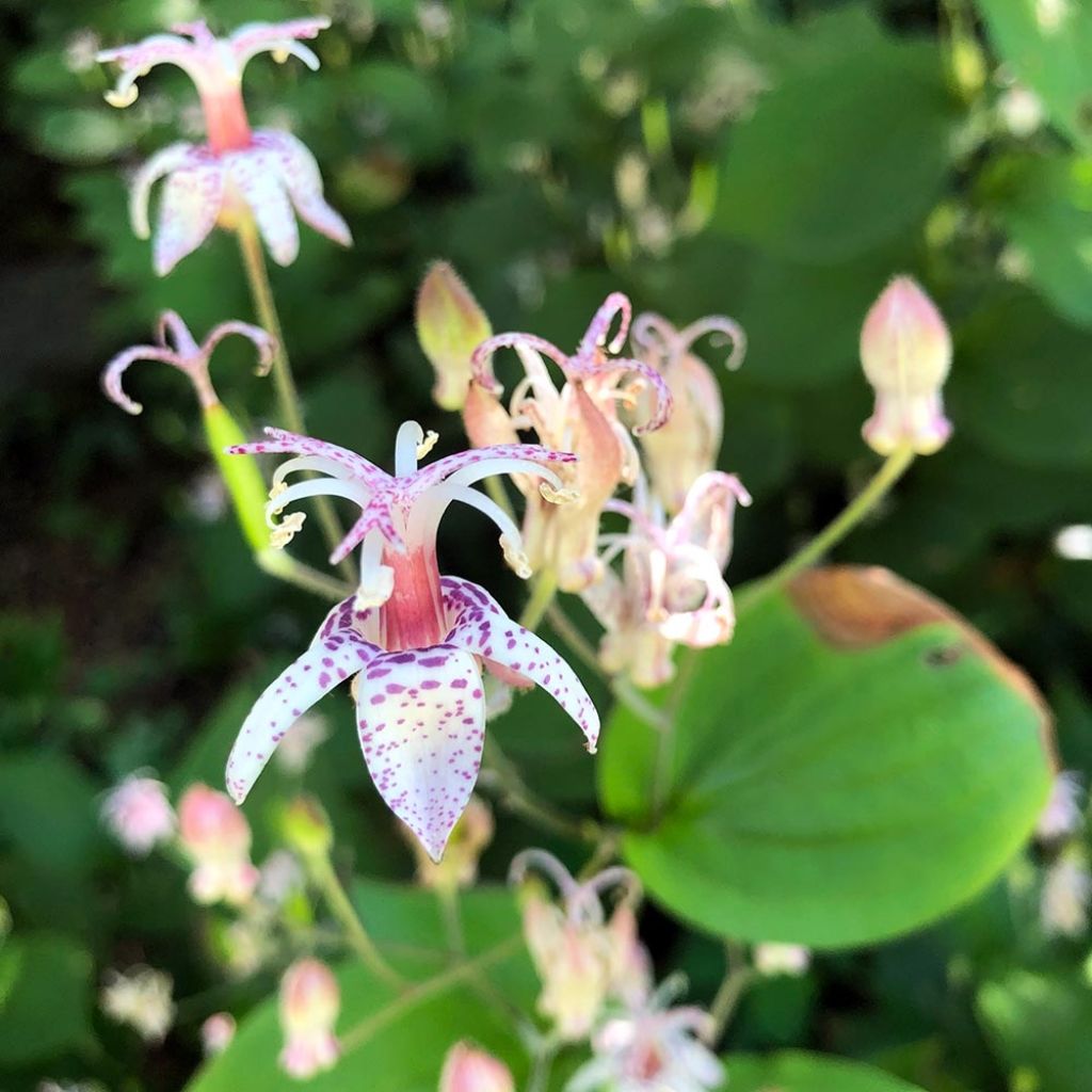 Tricyrtis macropoda - Lirio sapo