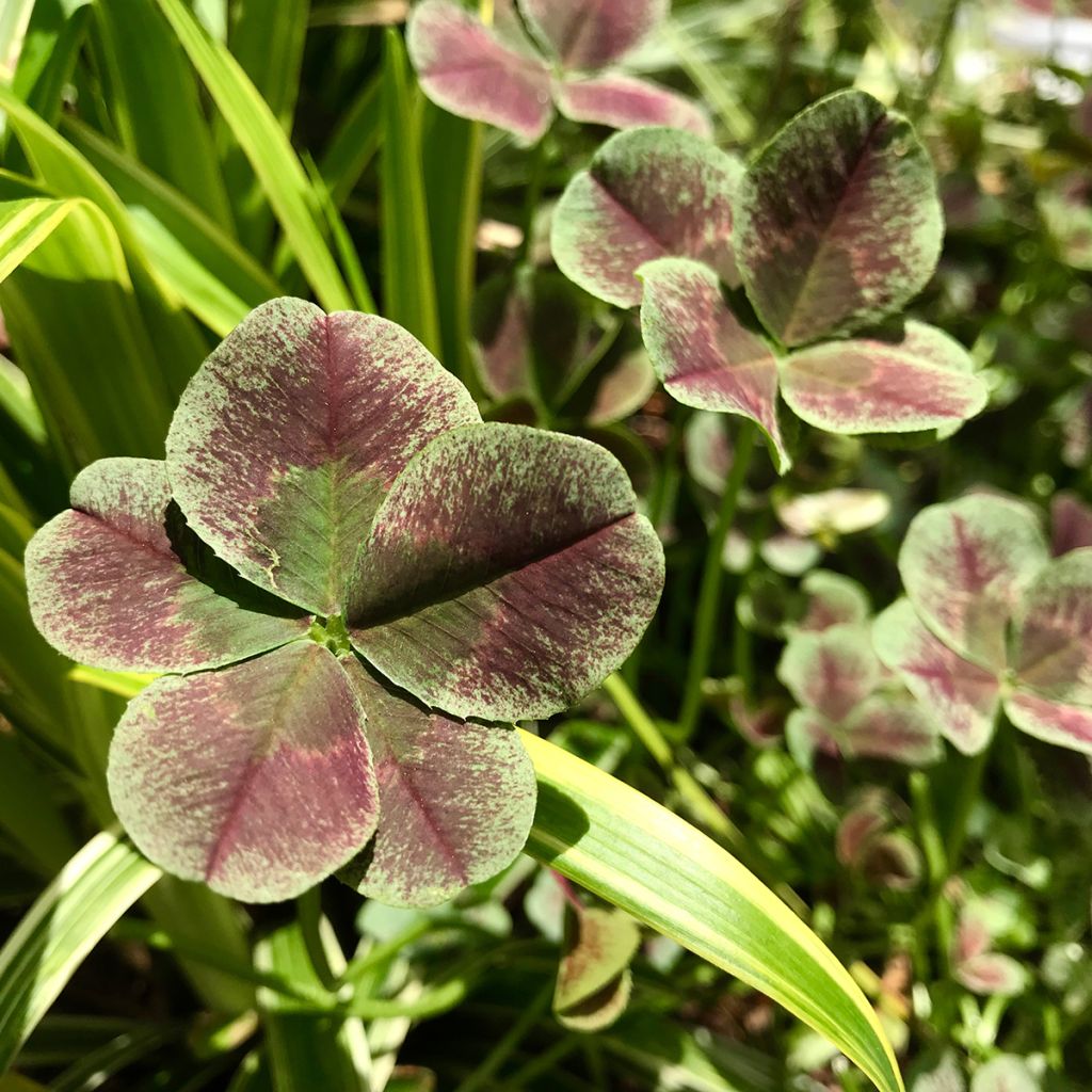 Trifolium repens Estelle - Trébol blanco