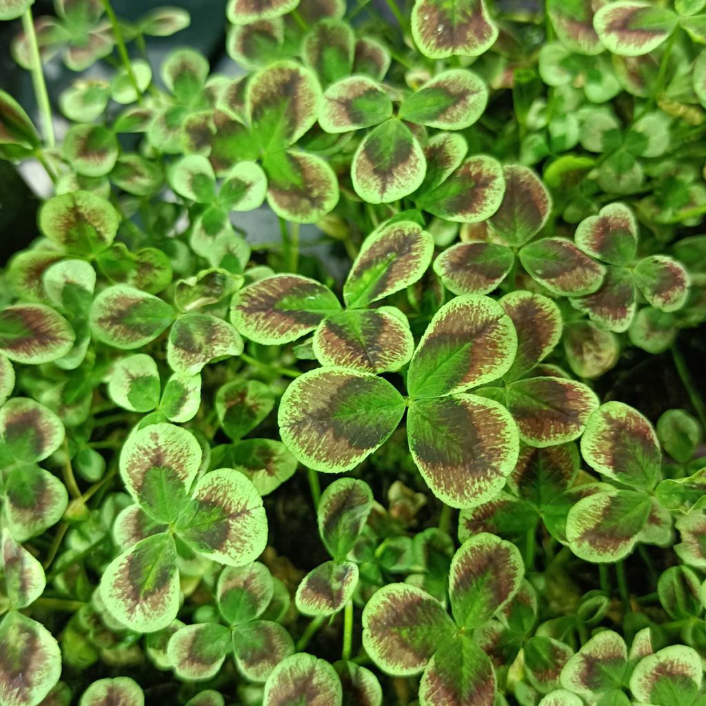 Trifolium repens Estelle - Trébol blanco