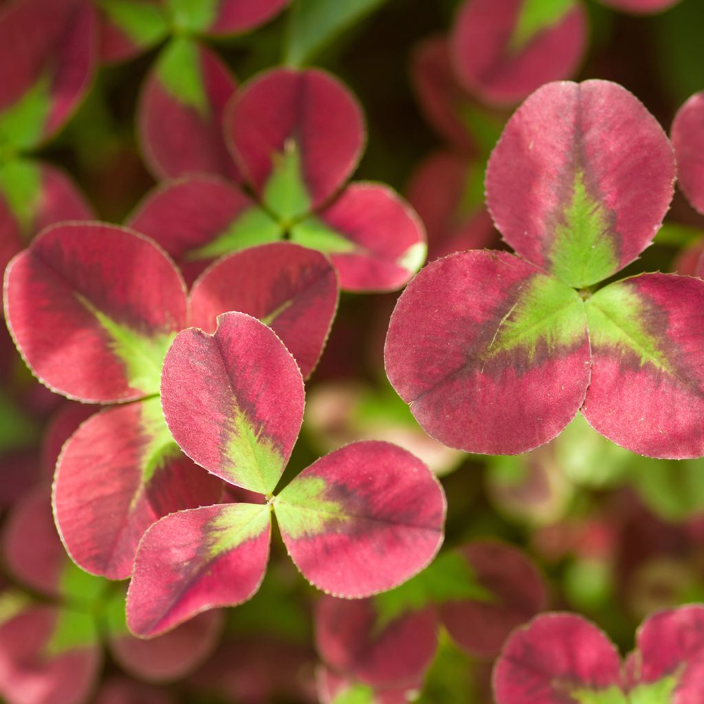 Trifolium repens Isabella - Trébol blanco