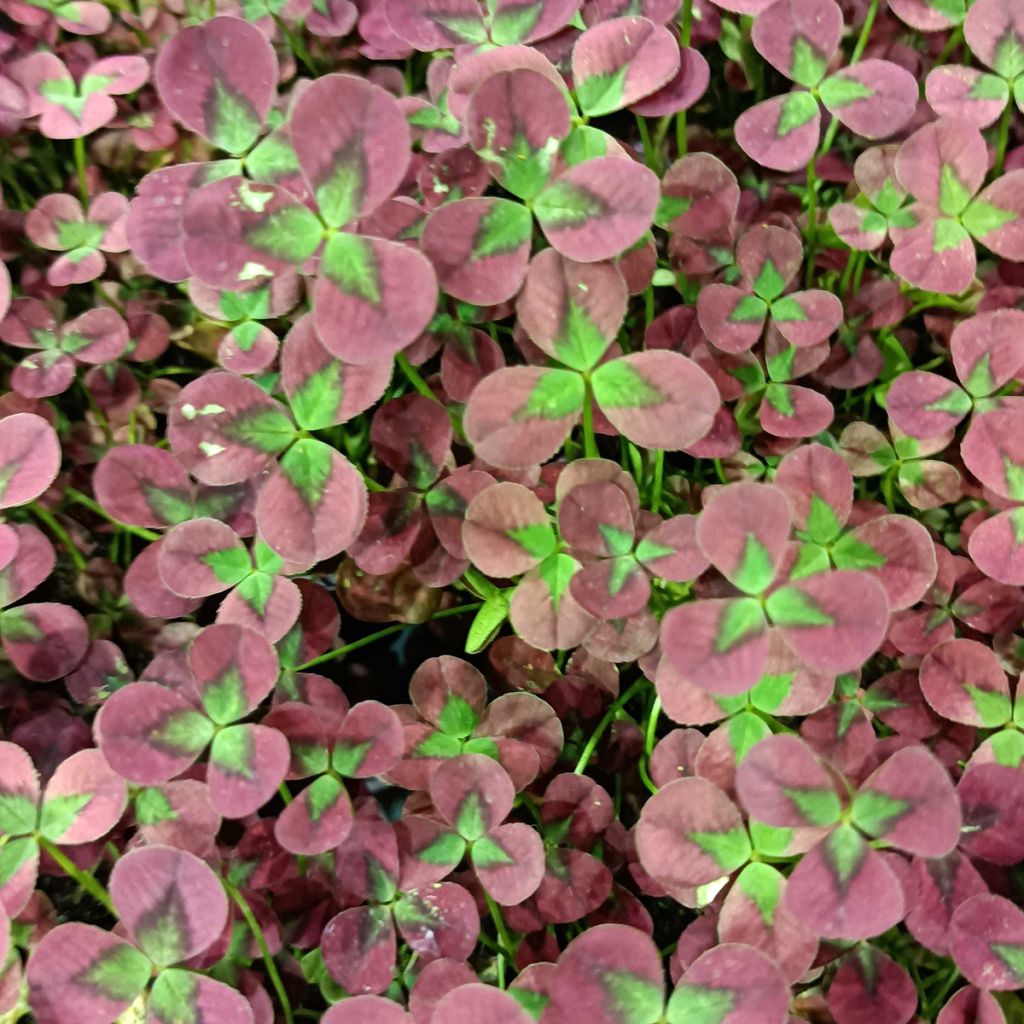 Trifolium repens Isabella - Trébol blanco