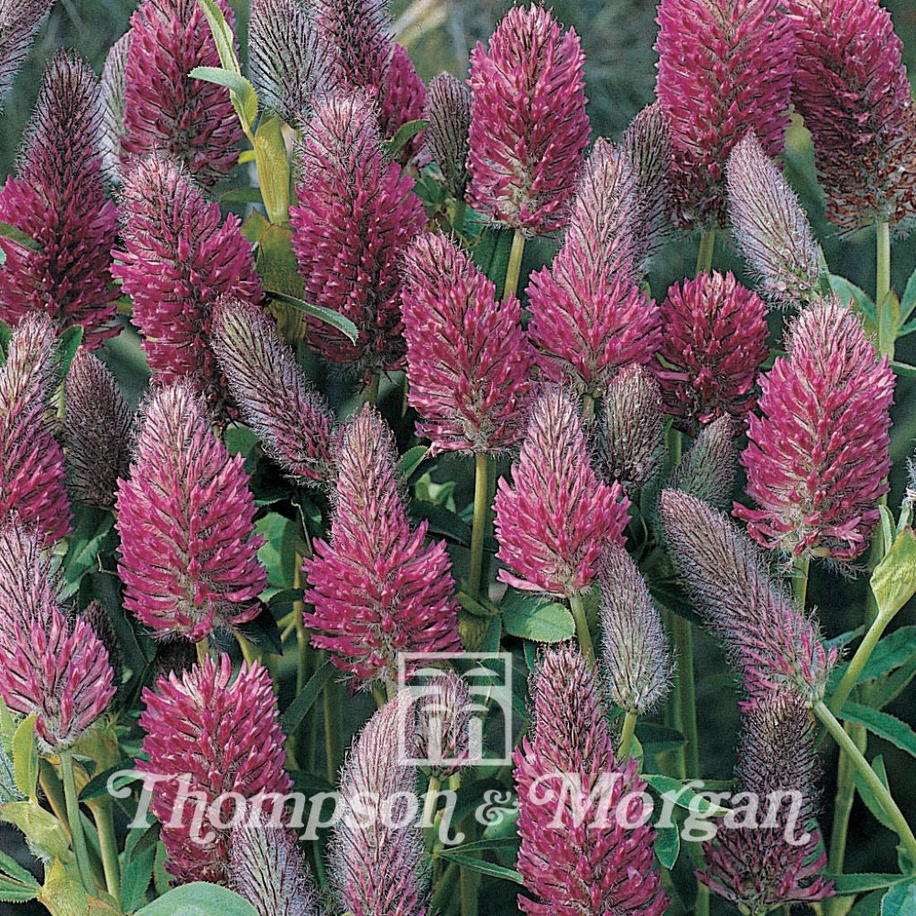 Trifolium rubens (semillas) - Alfalfa roja