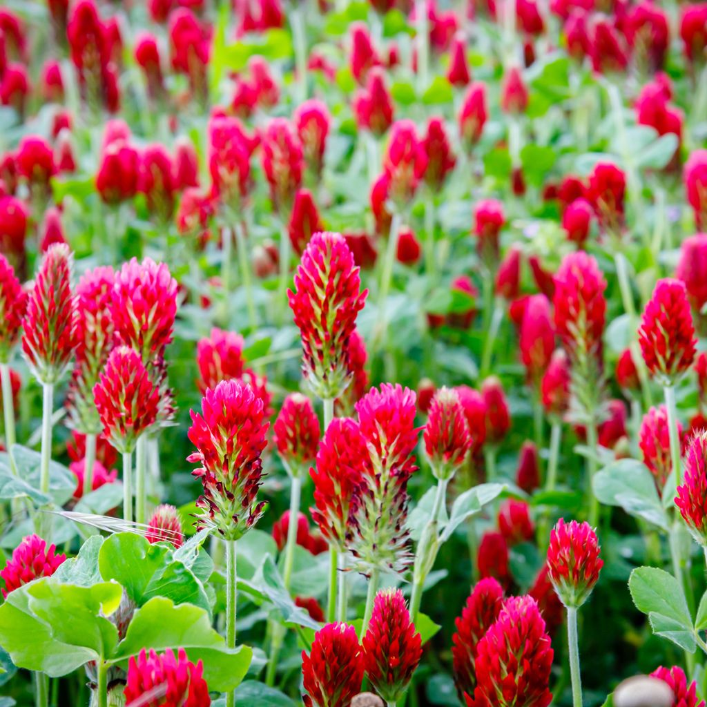 Trébol encarnado - Trifolium incarnatum