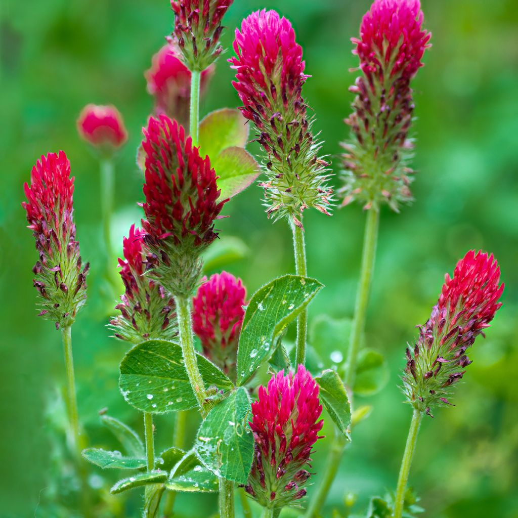 Trébol encarnado - Trifolium incarnatum