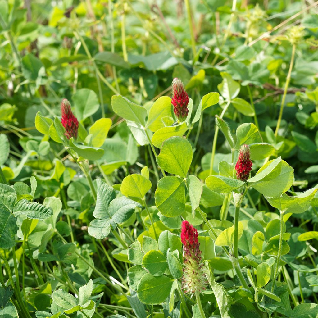 Trébol encarnado - Trifolium incarnatum