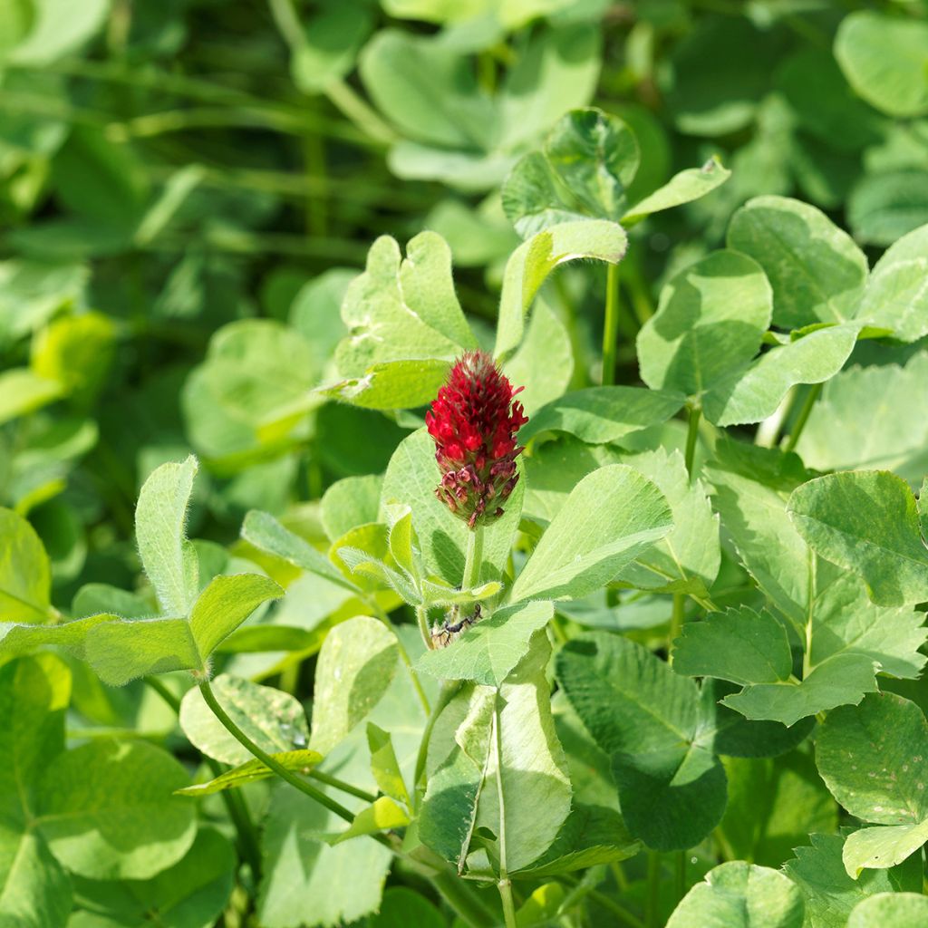 Trébol encarnado - Trifolium incarnatum