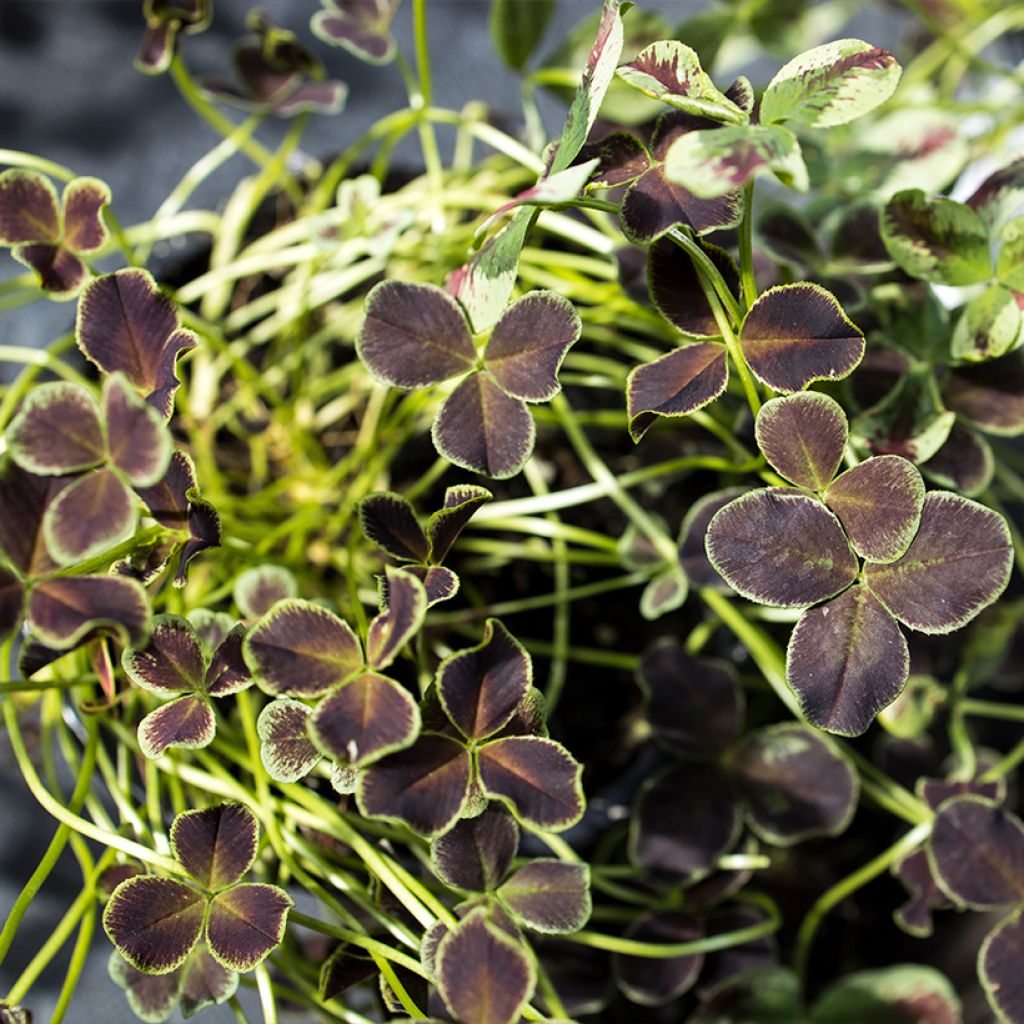 Trifolium repens Dark Debbie - Trébol blanco