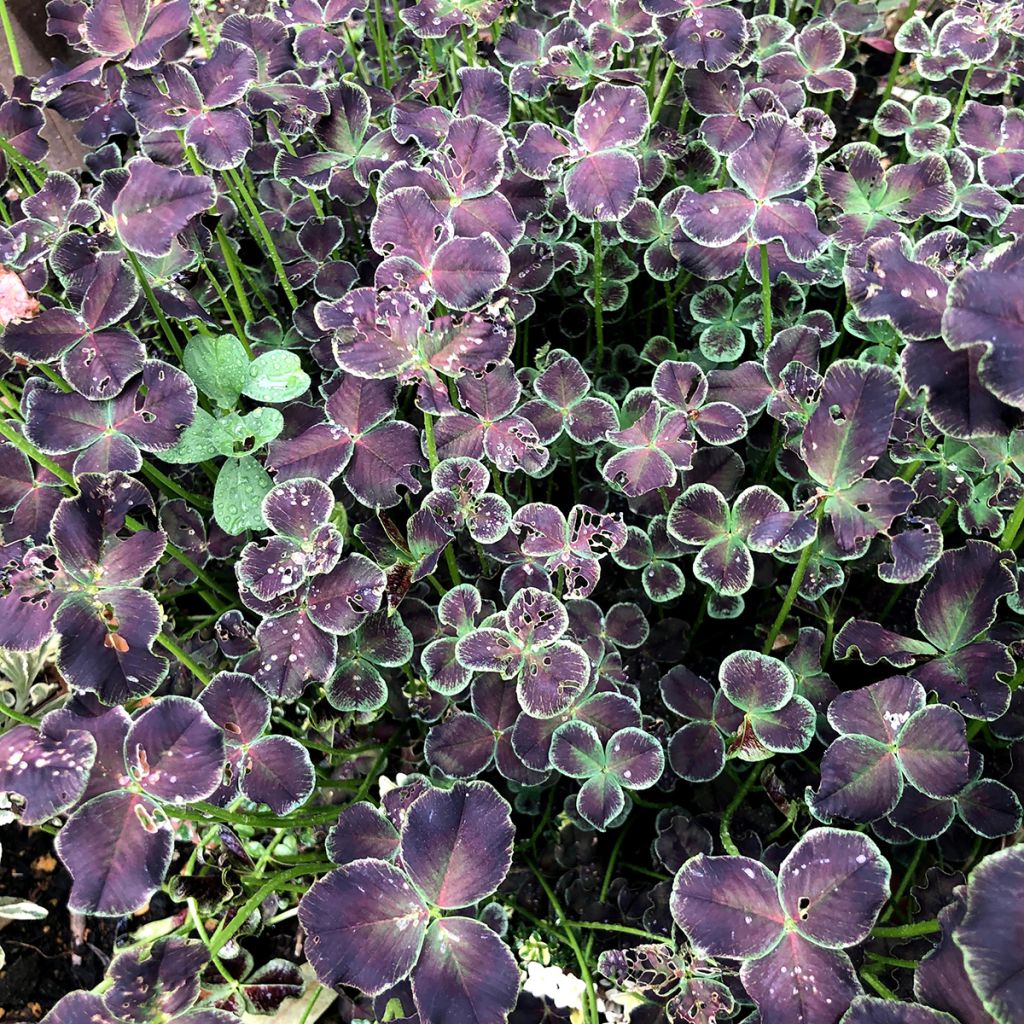 Trifolium repens Dark Debbie - Trébol blanco