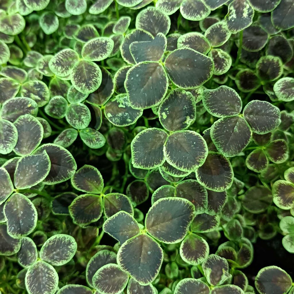 Trifolium repens Dark Debbie - Trébol blanco