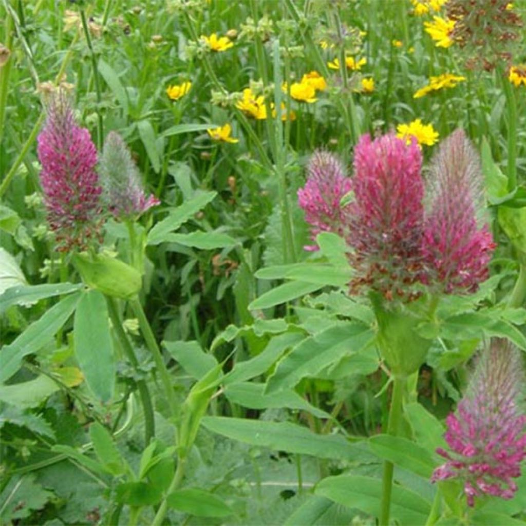 Trifolium rubens - Trèfle pourpré