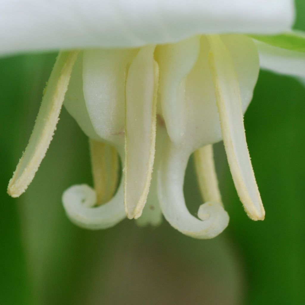 Trillium flexipes