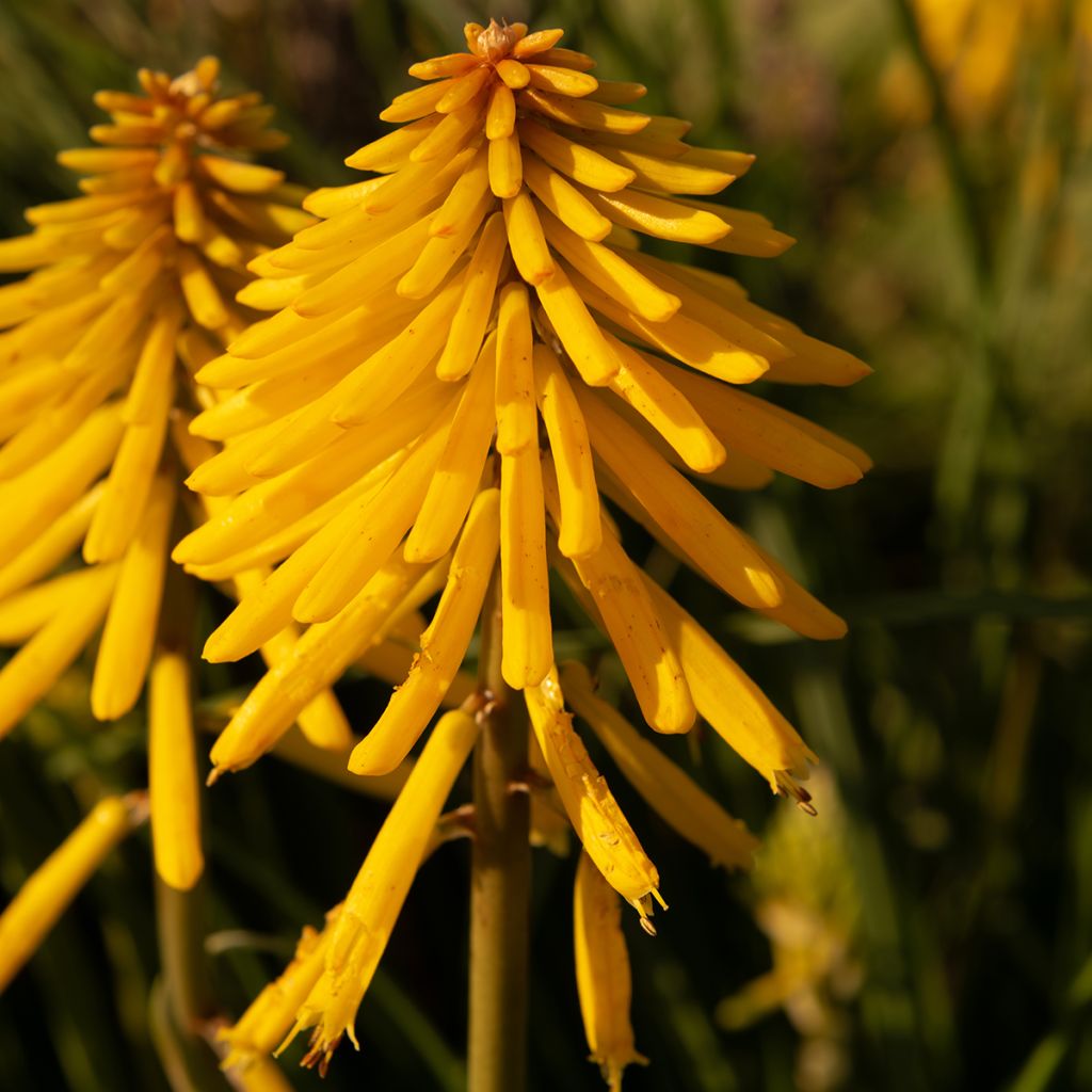 Kniphofia Banana Popsicle