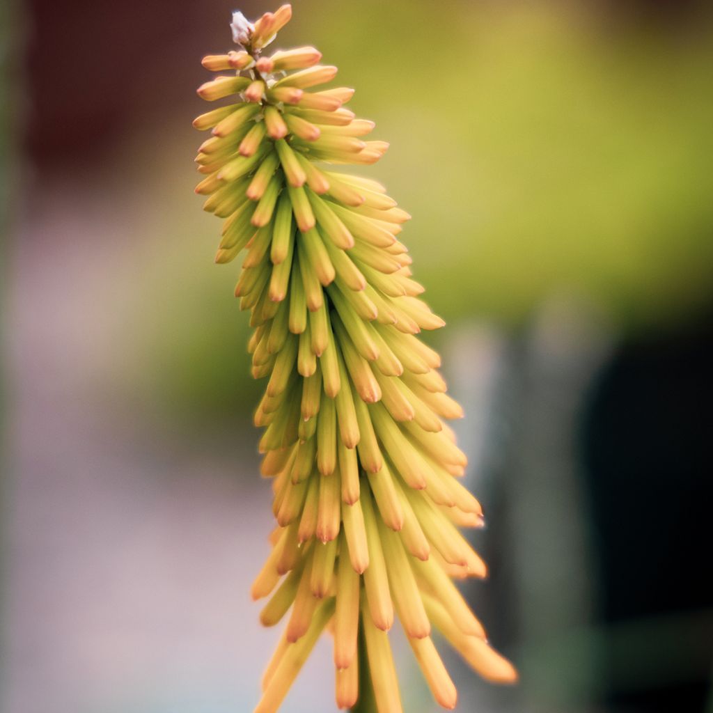 Kniphofia Mango Popsicle