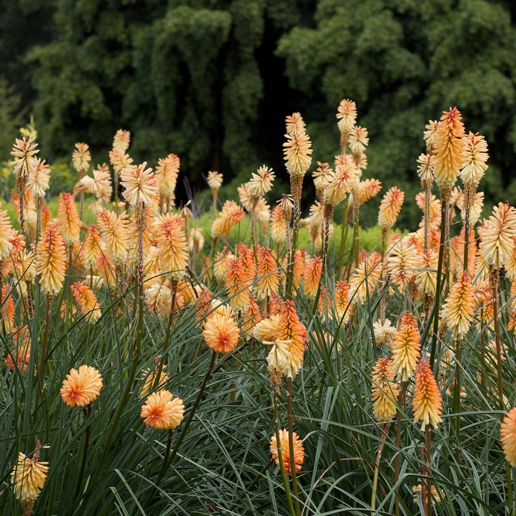 Kniphofia Mango Popsicle