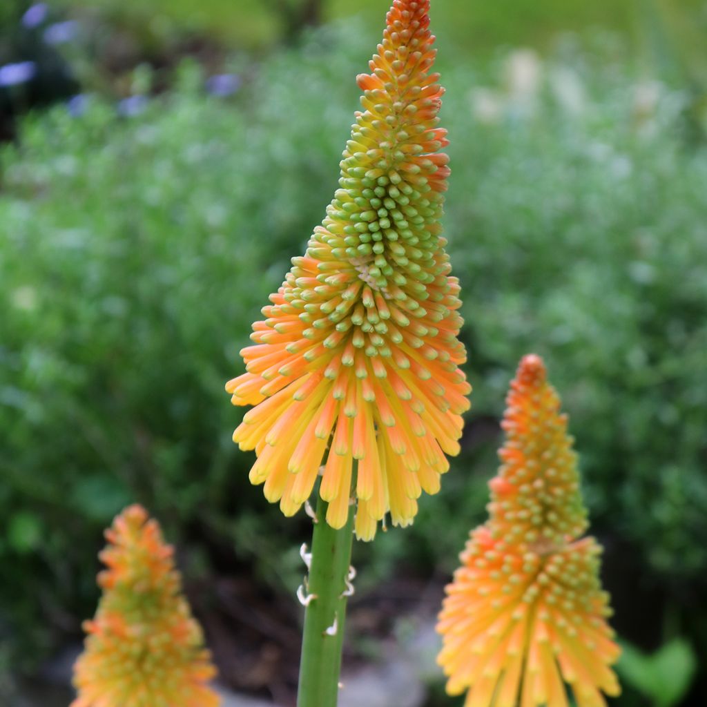 Kniphofia Mango Popsicle