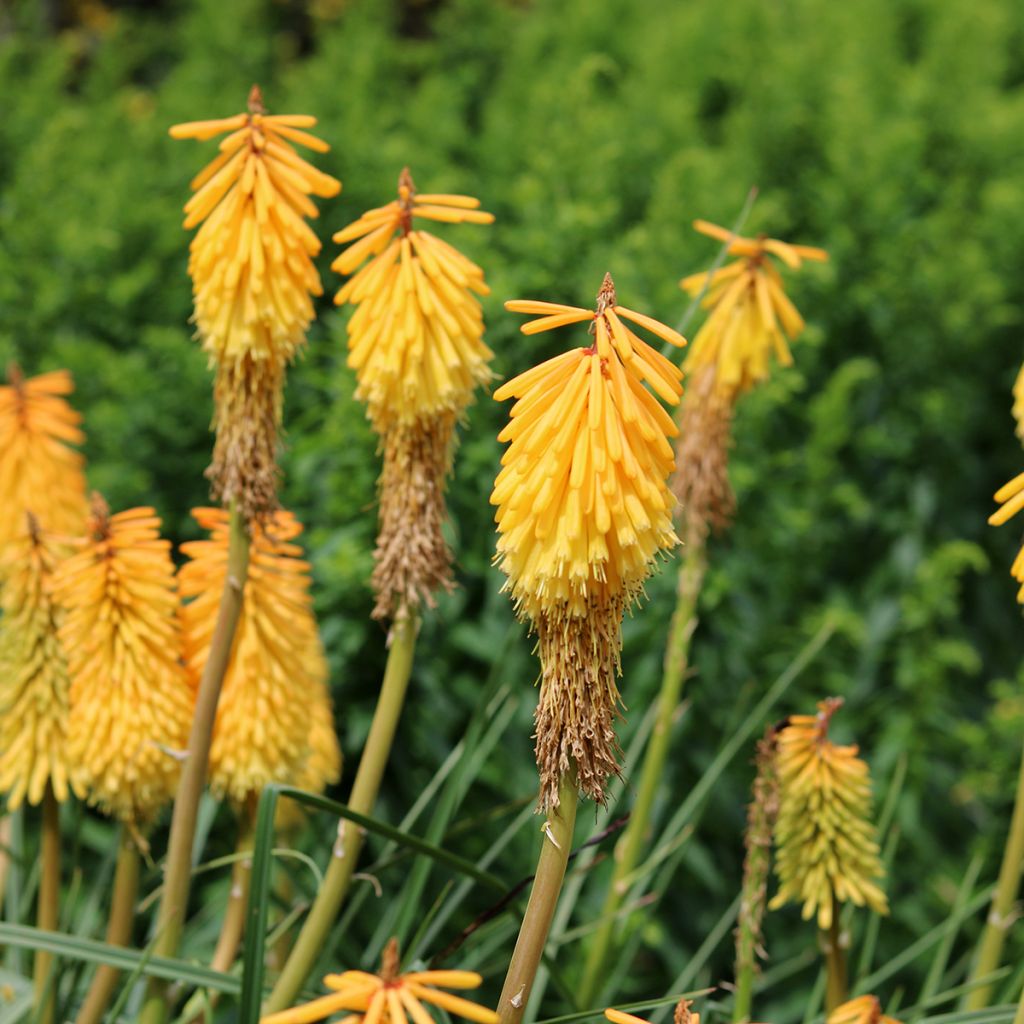 Kniphofia Mango Popsicle