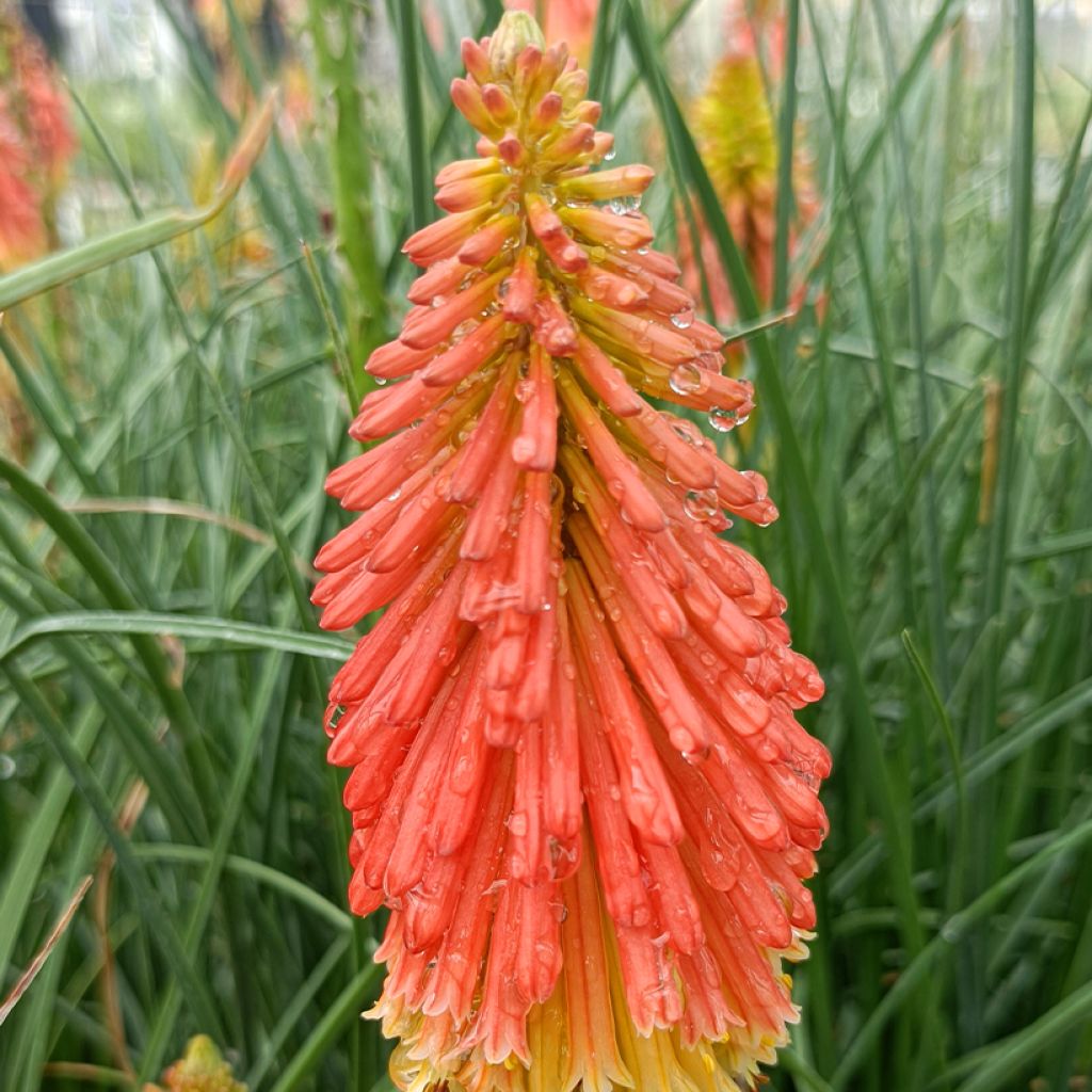 Kniphofia Papaya Popsicle