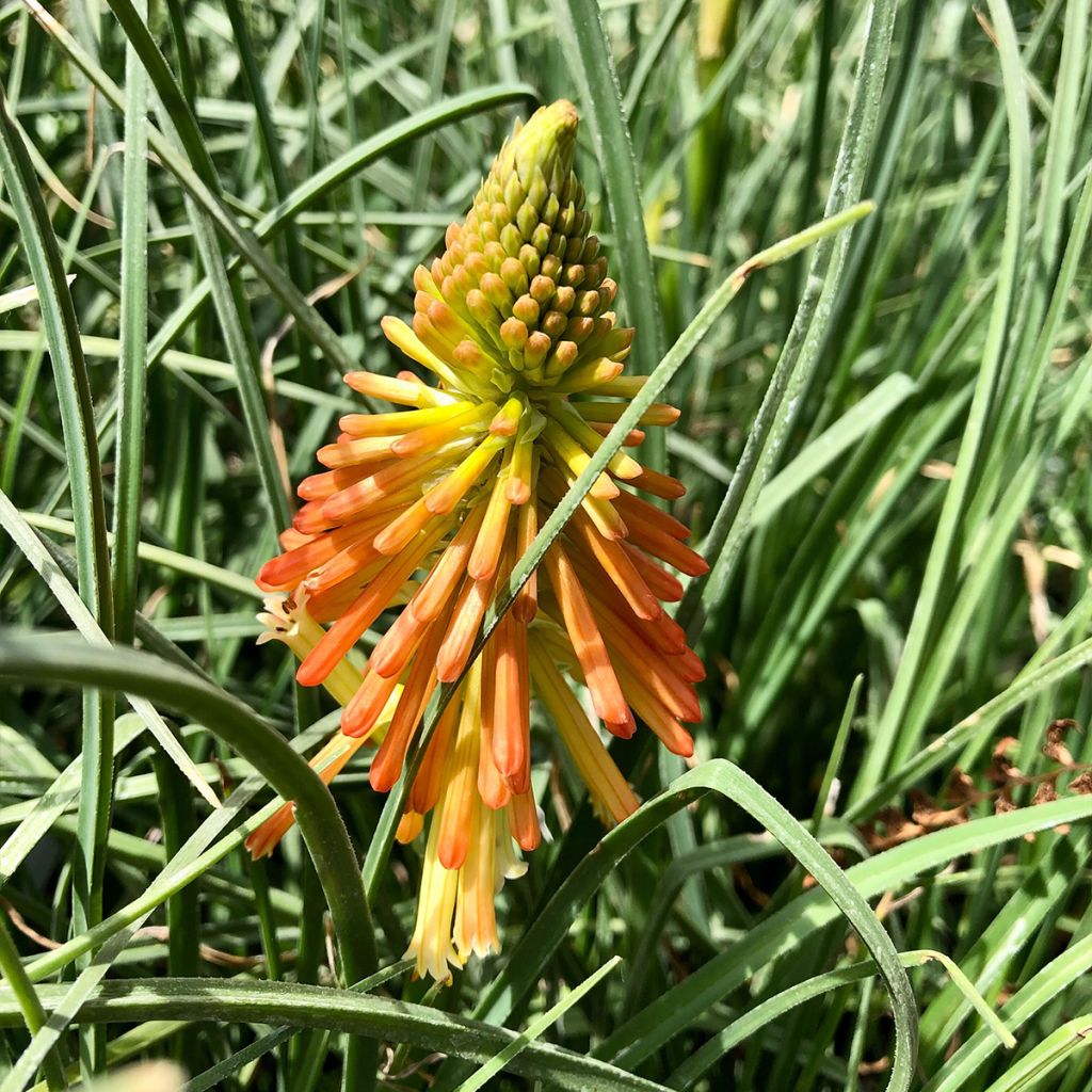 Kniphofia Papaya Popsicle