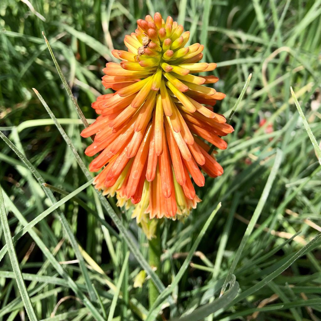 Kniphofia Papaya Popsicle