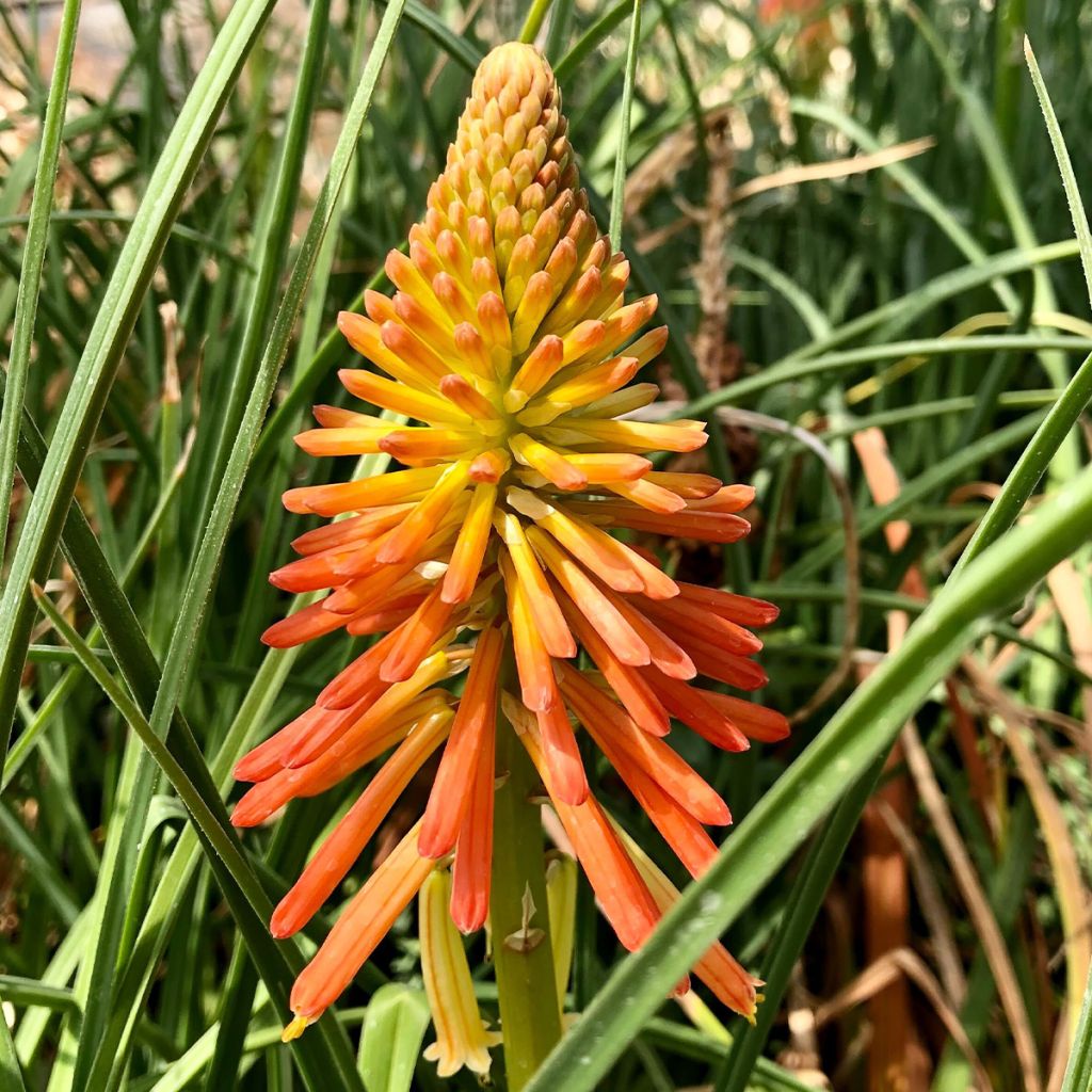 Kniphofia Papaya Popsicle