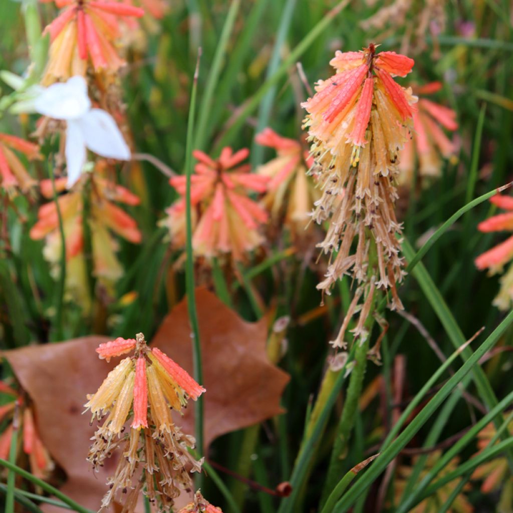 Kniphofia Papaya Popsicle