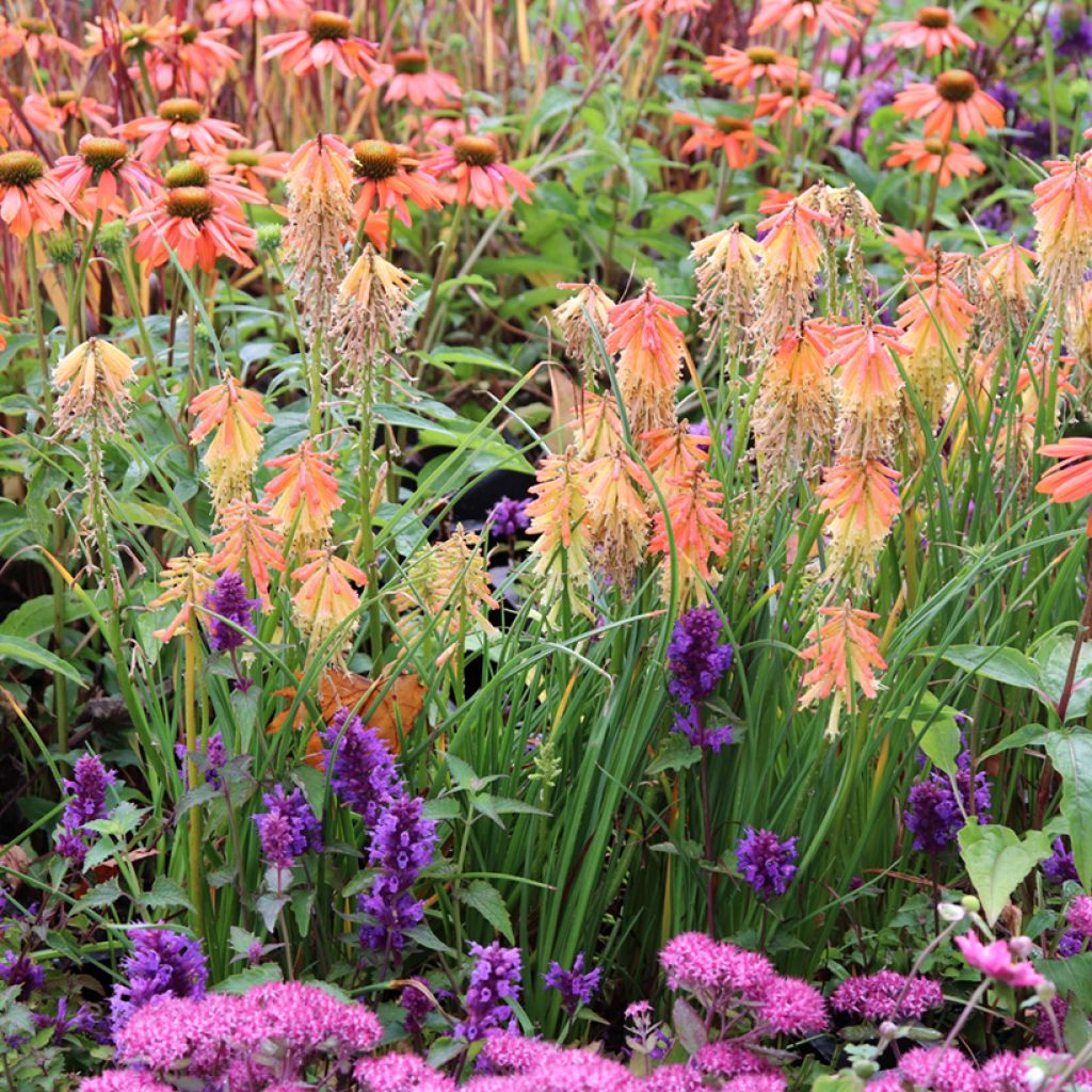 Kniphofia Papaya Popsicle