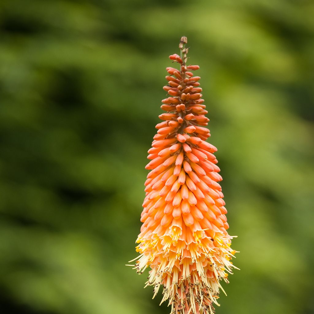 Kniphofia Royal Standard