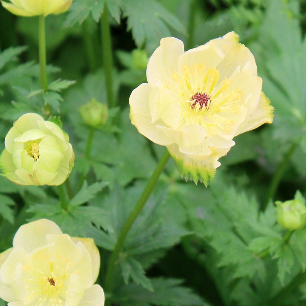 Trollius Cheddar - Calderones