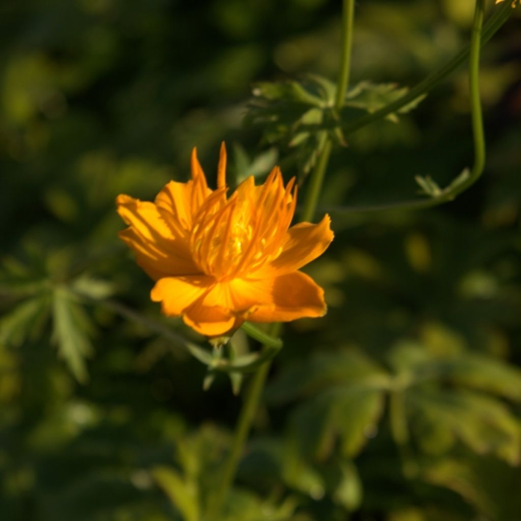 Trollius chinensis Golden Queen - Calderones