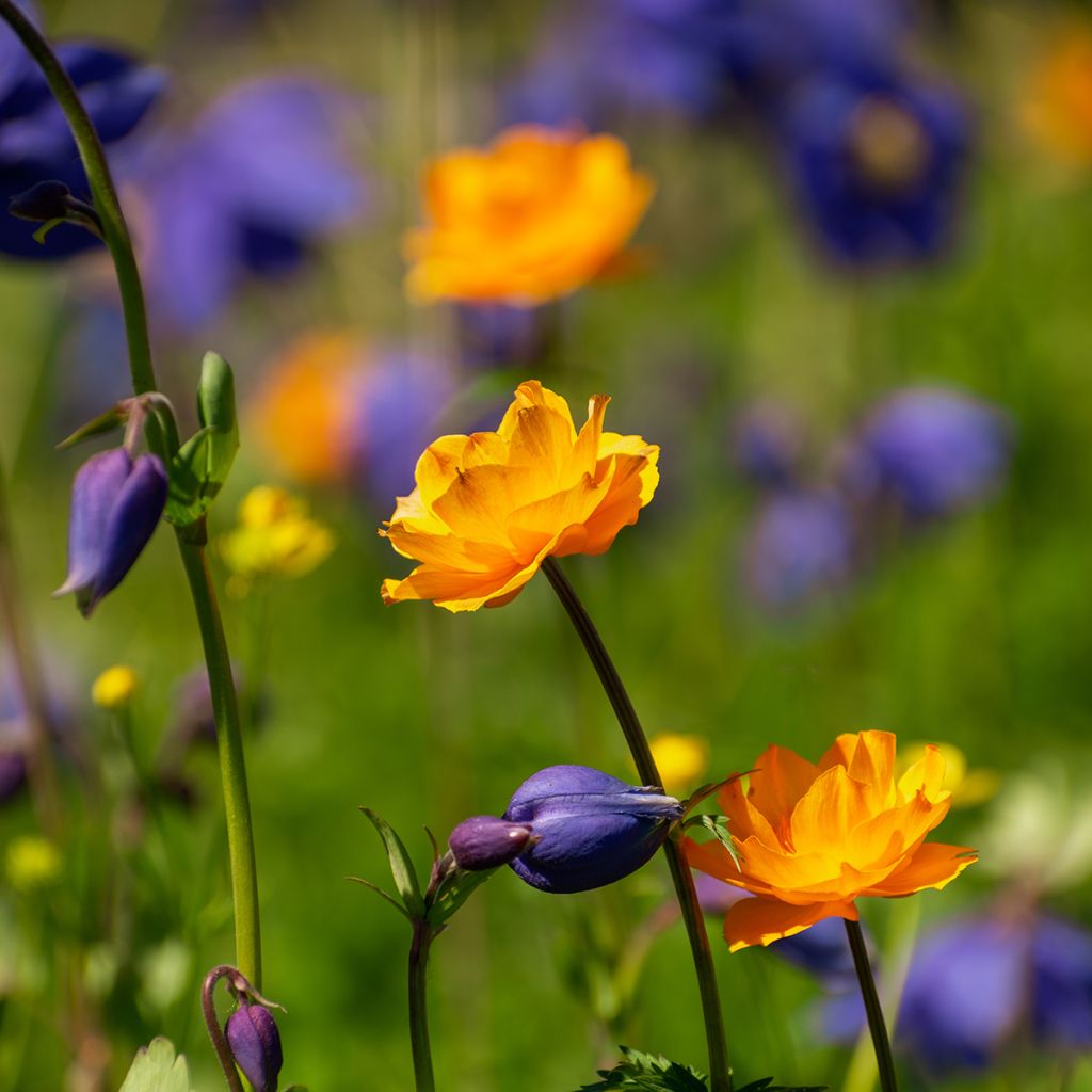 Trollius asiaticus