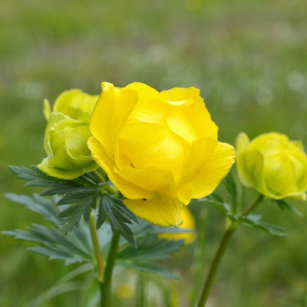 Trollius europaeus - Calderones