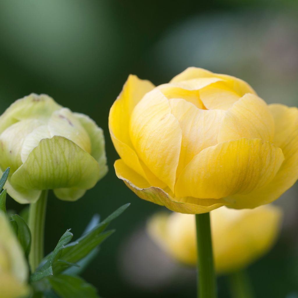 Trollius europaeus - Calderones