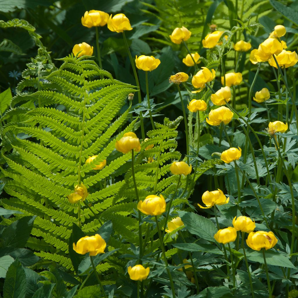 Trollius europaeus - Calderones