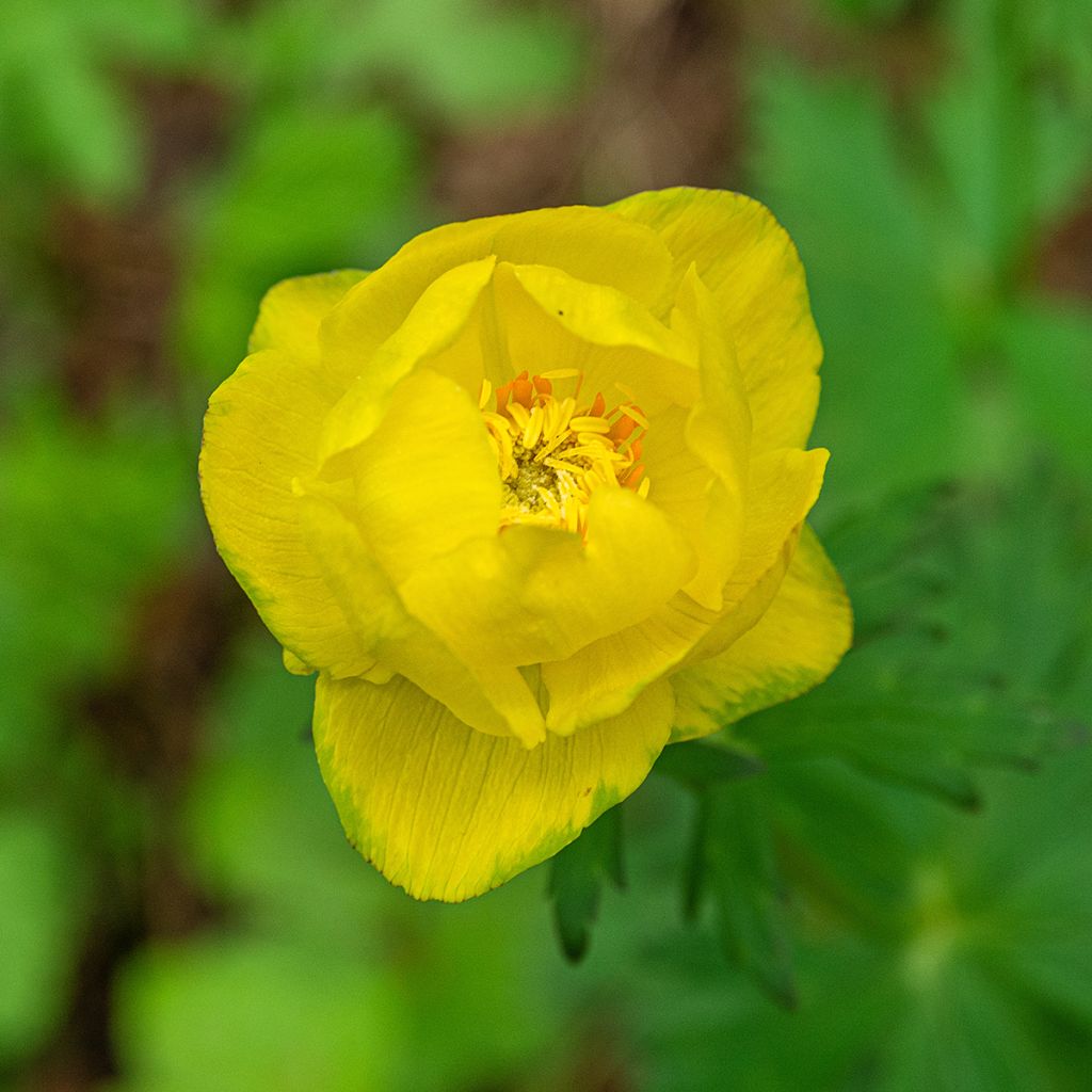 Trollius europaeus - Calderones